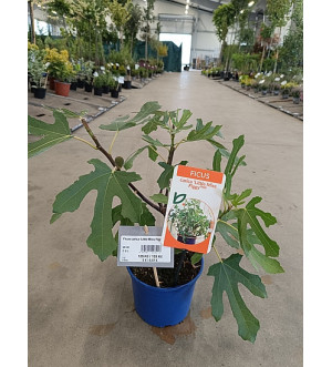Ficus carica 'Little Miss Figgy'® C 2 L